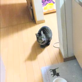おすわり＆ご飯大好きの画像