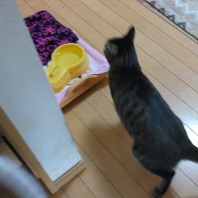 食事の時はおすわりして待つ☺️の画像