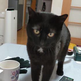 ごはんってしゃべる猫の画像