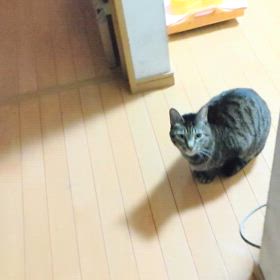今日のおすわり☺️byチビの画像