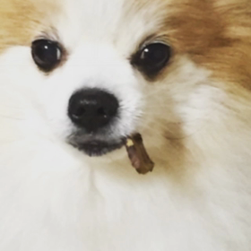 ペットが喋る:) おもしろアプリの画像