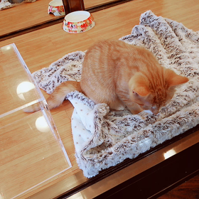 今日のにゃんこの画像