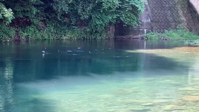 自分解禁と飛ぶ魚（中津川）の記事動画
