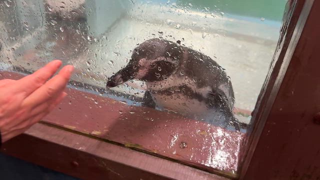 あれから３０年（キミマロ風に）旅行ですの記事動画
