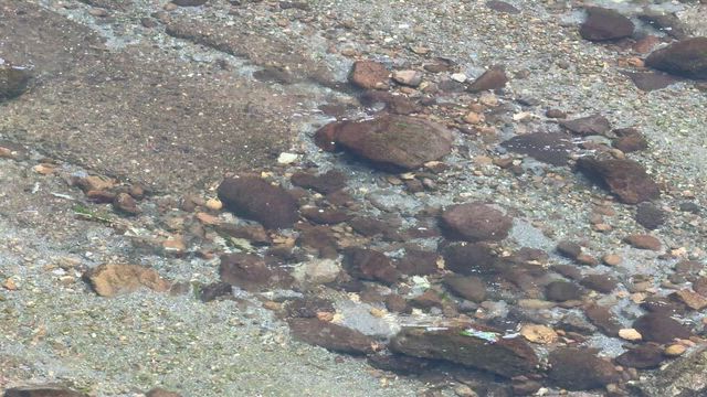 解禁日の興津川（動画有り）の記事動画
