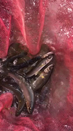 ロクイチの早川の釣果！（濁りと青ノロの戦い）の記事動画