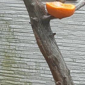 我が家の庭にメジロが遊びに来ましたの画像