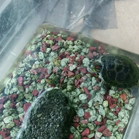 亀のお食事の画像