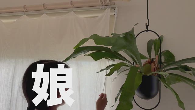 【窓枠すっきり！】リビングのカーテンを既成品のロールスクリーンに変えました！の記事動画