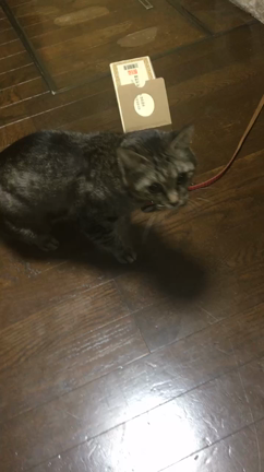 にゃんにゃんにゃん。の記事動画