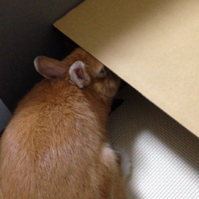 おかき VS amaz◯nダンボールの画像