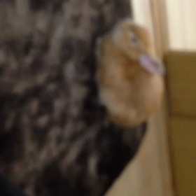 あっ、しまい忘れてたの画像