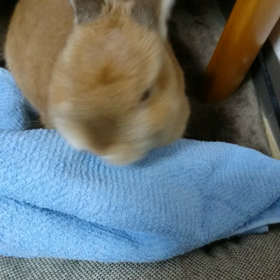 タオルは嫌いですかの画像