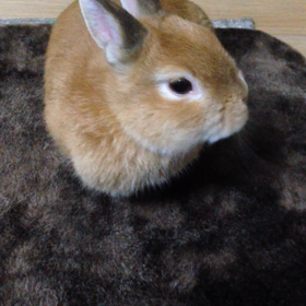 いちごをどうぞ！の画像