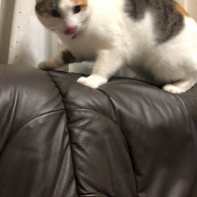 ブログ再開の画像