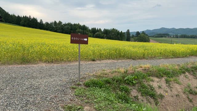 富良野*一面黄色のキカラシ畑の記事動画