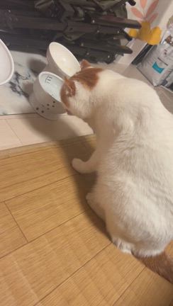 手で水を飲む猫の記事動画
