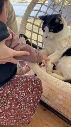 久しぶりのヨガと猫。生後半年経ちました♡の記事動画