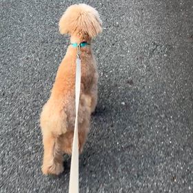 お散歩の画像