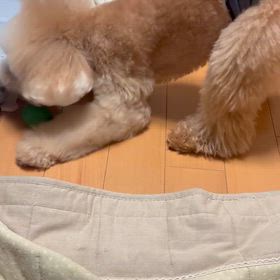 おもちゃ遊びの画像