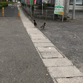 ウォーキング中に出会った子の画像