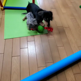 虹心、始花訓練最終日の画像