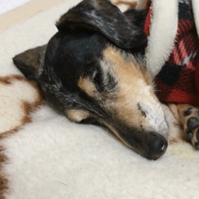 可愛い寝息♪の画像