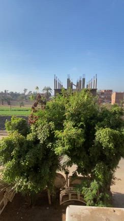 アザーンと鳥のさえずりと遠くに汽笛を聞きながら～＃日本からの桜だより＃の記事動画