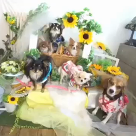 mofmofgardenzoecupcakescafe♡の画像