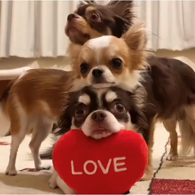 ワンLOVE♡の画像