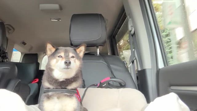 眠いのを必死に堪える黒柴の記事動画