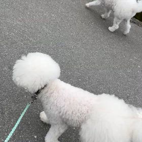 朝んぽの画像