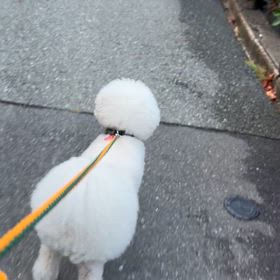 朝んぽ  の画像