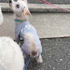 おやつ　を　おねだりの画像