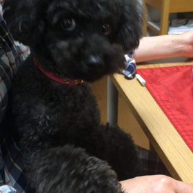 おねだり犬の画像
