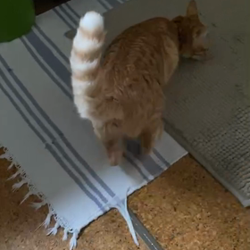 キナコ探検隊の画像
