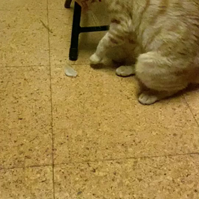 ちべたいの画像
