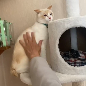 チャイと私の画像