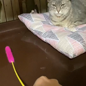 なにをするのじゃの画像