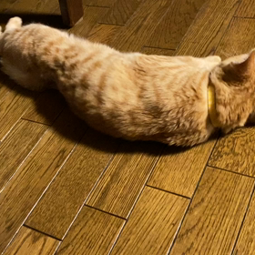 クネコの画像