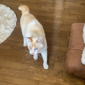 犬？の画像