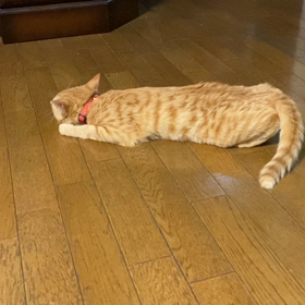 キナコうるさいの画像