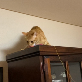 獲物の画像