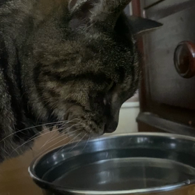 水飲みの画像