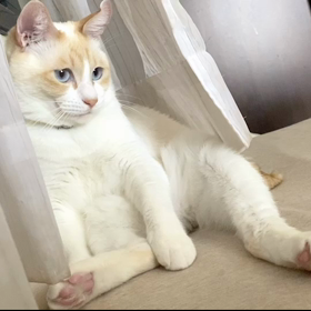 やめなさいっての画像