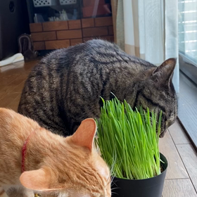 猫草買ってみたの画像