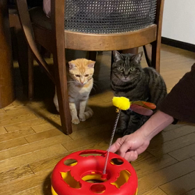 なにこれの画像