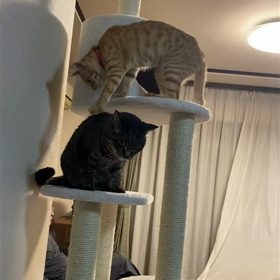 押すなよの画像