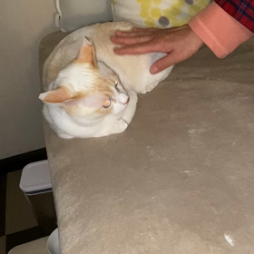 チャイの画像