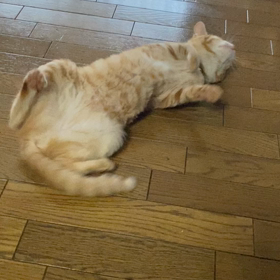 きなこちゃんにもの画像